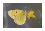 Colias crocea Colias crocea