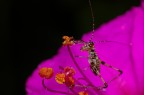 Pentax K110D
Reversed Pentax SMC FA 35mm F/2 AL
F/22
1/180s
ISO 200
Built-in flash (no diffuser)