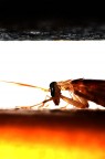 Pentax K110D
Reversed Pentax SMC FA 35mm F/2 AL
F/11
1/180s
ISO 200
built-in flash + homemade diffuser