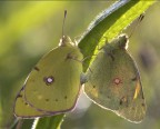 Accoppiamento Colias Accoppiamento Colias