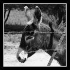 Miccio corso! Miccio corso!