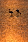 Fenicotteri al tramonto Fenicotteri al tramonto