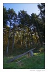 Nel bosco Nel bosco