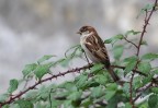Passerotto bagnato fra i rovi... Passerotto bagnato fra i rovi...
