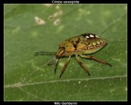 Cimice vareopinta Cimice vareopinta