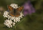 Lycaena plhaeas Lycaena plhaeas