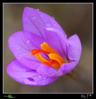 Desiderio di uscire dall'ombra Desiderio di uscire dall'ombra