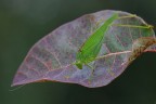 Phaneroptera Phaneroptera