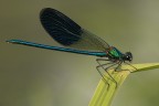 Calopteryx splendes Calopteryx splendes