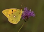 Colias crocea Colias crocea