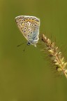 Polyommatus icarus Polyommatus icarus