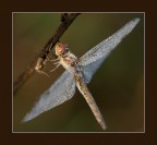 L' Elica .... L' Elica ....