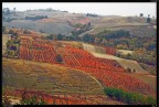 vigne d'autunno lungo la strada dei vini nelle campagne di Tortona