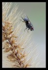 Moschina Moschina