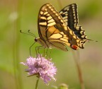 Papilio macaon 3 Papilio macaon 3