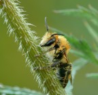 Vespa mattino presto Vespa mattino presto