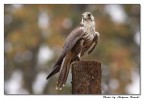 Falco lanario Falco lanario