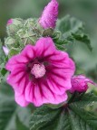 Fiore di malva Fiore di malva