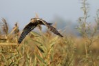 in volo albanella