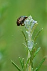 Coleottero su rosmarino Coleottero su rosmarino