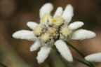 Edelweiss Edelweiss