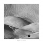 delicate movements delicate movements