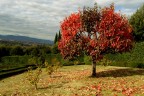 Rosso d'autunno Rosso d'autunno