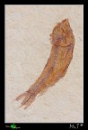 Pesce fossile Pesce fossile
