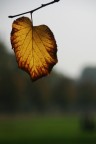 Avviso d'autunno Avviso d'autunno
