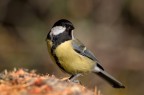 Parus Major Parus Major