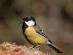 Parus Major Parus Major