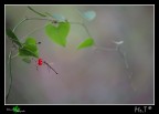 ...a me piace il rosso... ...a me piace il rosso...