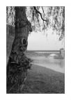 foto scattata questa mattina, si vede il ticino in piena e il ponte coperto di Pavia...
nikon d50 e tokina 12-24 a tutta apertura.