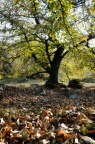 castagno
