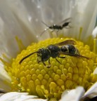 Dopo la pioggia Dopo la pioggia