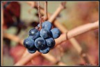 grappolo scampato  alla  vendemmia