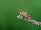 ho un prurito nell'occhio ho un prurito nell'occhio