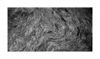 Veins of the wood Veins of the wood