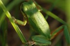 Una piccola rana verde trovata in giappone