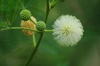 Non conosco questa piantina o fiore, ma era interessante da fotografare.