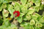 Mentre fotografavo il fiore si  posata l' ape che ha reso interessante questa foto.