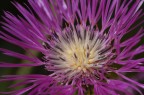 foto delle foto macro per testare l' obiettivo Sigma 150mm macro.