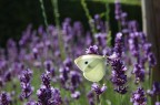 volevo fotogrfafare il campo di fiori, ma questa farfalla posandosi ha reso la foto pi interessante, diventando il soggetto principale.
