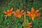 fiori in svizzera