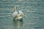 Cigno fotografato in una giornata "uggiosa".