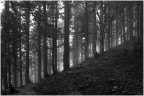nel bosco