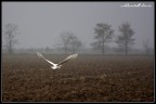 sul delta del Po sul delta del Po