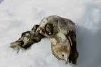 Mi trovavo sul versante piemontese del parco del Gran Paradiso a circa 2200 m. di altezza, quando sulla neve ho trovato questi resti di animale, che sinceramente non essendo un esperto non so cosa possa essere, ne chi pu averlo ridotto cos