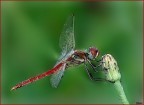 Simpetrum sanguineum maschio Simpetrum sanguineum maschio