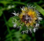 Biondo.... Biondo....